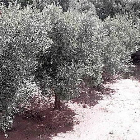 Maison Kaina Olbia